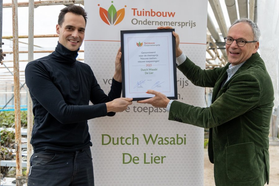 Dutch Wasabi
